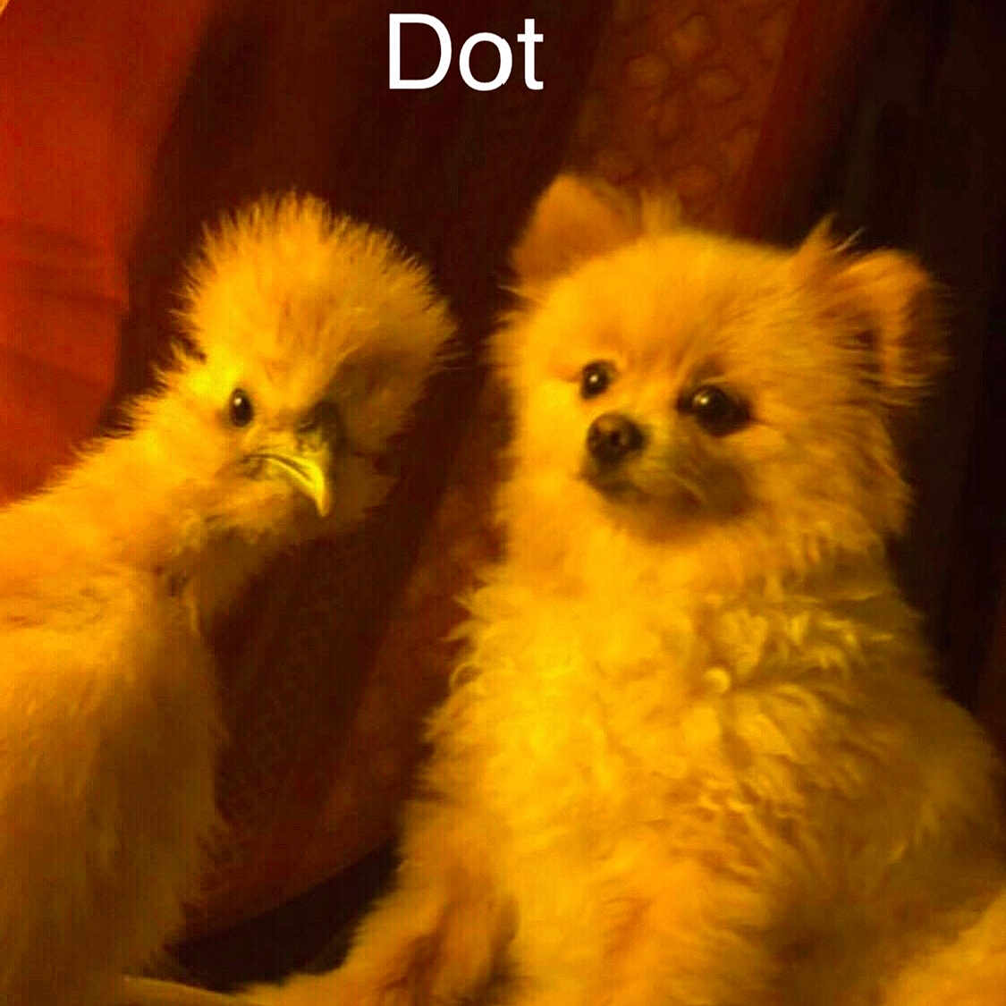 Dot