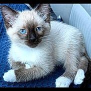 Gucci is registered to the contest to win money with this photo: kitten, cat, siamese, blue_eyes, fur, white_paws, ears, whiskers, pet, animal, cute, resting, indoor, blanket, soft, portrait, young, feline, relaxed, closeup