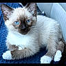 kitten, cat, siamese, blue_eyes, fur, white_paws, ears, whiskers, pet, animal, cute, resting, indoor, blanket, soft, portrait, young, feline, relaxed, closeup