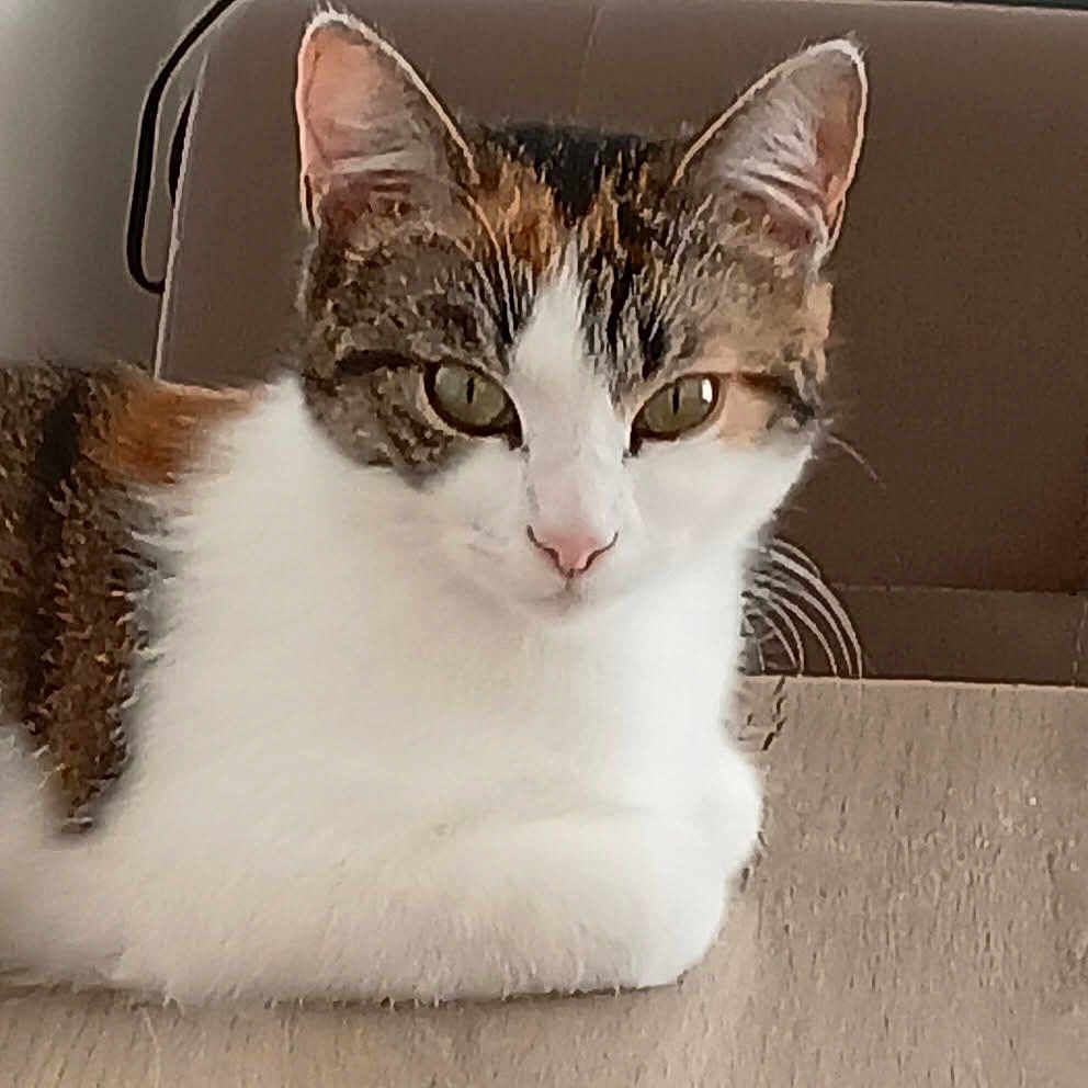 Moumoune participe au concours pour gagner de l'argent avec cette photo : abyssinian, angora, animal, cat, citrusfruit, couch, cushion, egyptiancat, food, fruit, furniture, hardwood, homedecor, kitten, manx, pet, snout, stainedwood, white, wood