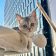 Aiba is registered to the contest to win money with this photo: kitten, cat, pet, indoor, window, building, modern, reflection, fluffy, toy, playful, curious, soft, furniture, animal, young, cute, whiskers, ears, paws