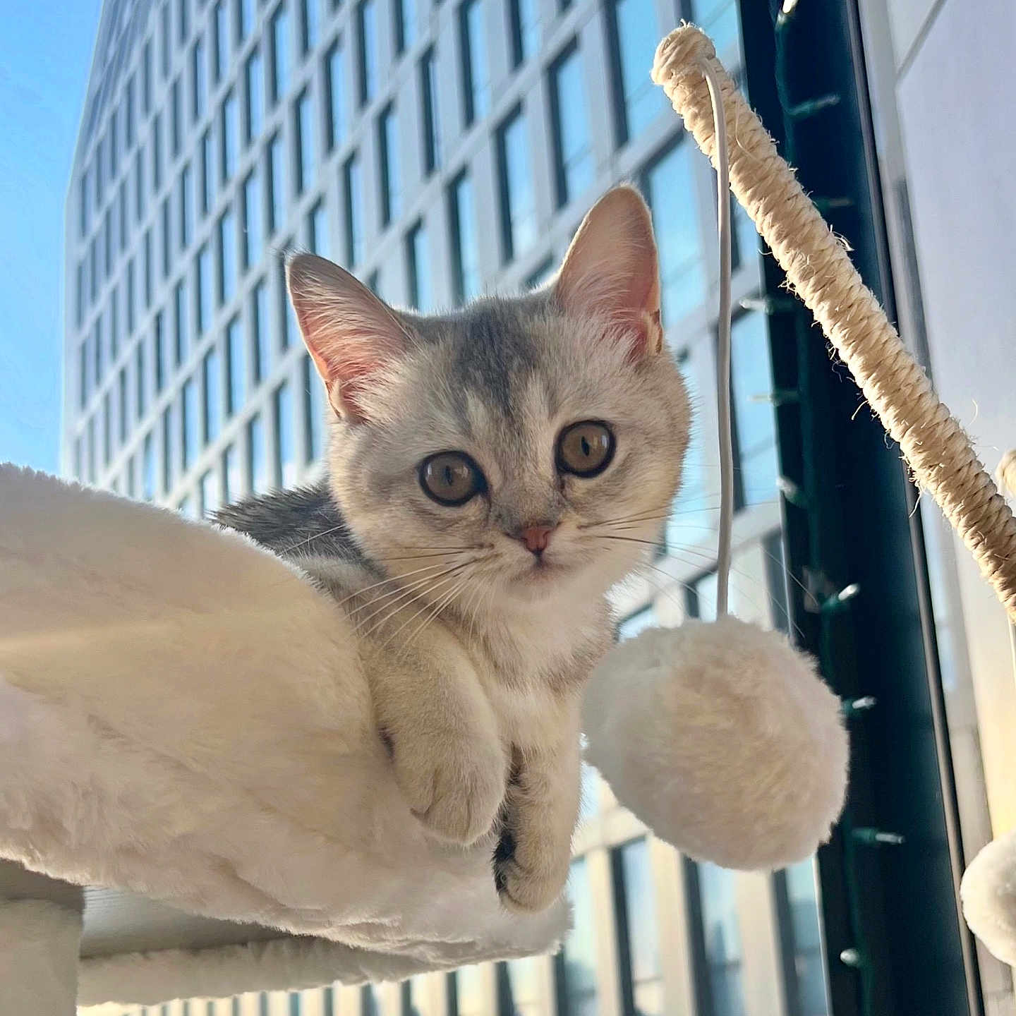 Aiba is registered to the contest to win money with this photo: animal, building, cat, curious, cute, ears, fluffy, furniture, indoor, kitten, modern, paws, pet, playful, reflection, soft, toy, whiskers, window, young