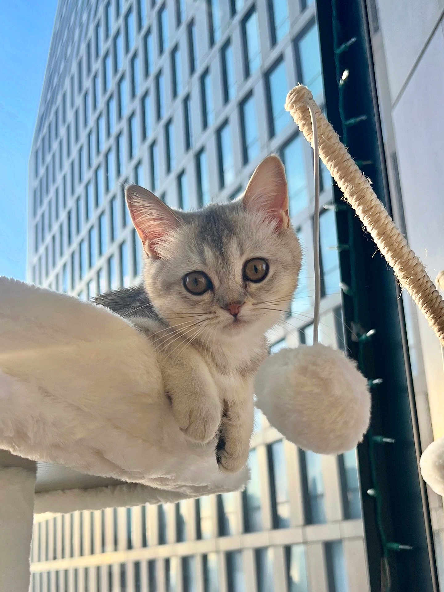 Aiba is registered to the contest to win money with this photo: kitten, cat, pet, indoor, window, building, modern, reflection, fluffy, toy, playful, curious, soft, furniture, animal, young, cute, whiskers, ears, paws
