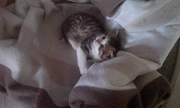 Neymar participe au concours pour gagner de l'argent avec cette photo : bedding, canidae, carnivore, cat, comfort, dog_breed, domestic_short_haired_cat, fawn, felidae, fur, grey, linens, nap, paw, sleep, small_to_medium_sized_cats, snout, sporting_group, tail, whiskers