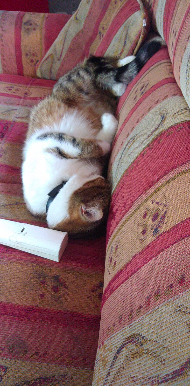 Neymar participe au concours pour gagner de l'argent avec cette photo : carnivore, cat, comfort, companion_dog, domestic_short_haired_cat, fawn, felidae, flooring, fur, hardwood, human_leg, linens, magenta, pattern, paw, small_to_medium_sized_cats, tail, whiskers, wood, woolen