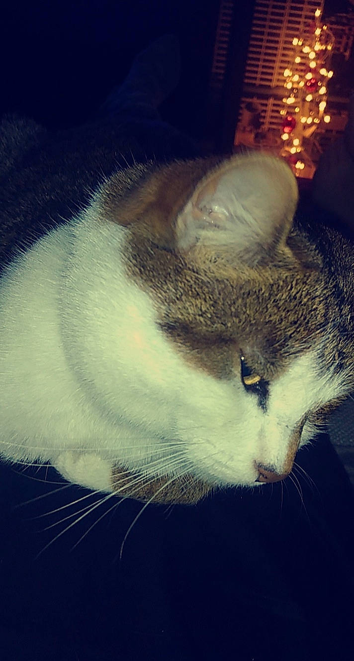 Neymar participe au concours pour gagner de l'argent avec cette photo : carnivore, cat, claw, cloud, darkness, domestic_short_haired_cat, ear, felidae, fur, meteorological_phenomenon, mountain, night, paw, sky, small_to_medium_sized_cats, snout, square, tail, textile, whiskers