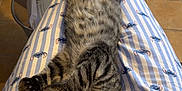 Dumbo participe au concours pour gagner de l'argent avec cette photo : animal, cat, clothing, cozy, curious_eyes, cute, feline, floor_tiles, indoor, kitten, lap, pajamas, pattern, person, pet, relaxed, striped_pajamas, tabby, table, wooden_table