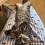 animal, cat, clothing, cozy, curious_eyes, cute, feline, floor_tiles, indoor, kitten, lap, pajamas, pattern, person, pet, relaxed, striped_pajamas, tabby, table, wooden_table
