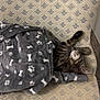 Dumbo participe au concours pour gagner de l'argent avec cette photo : animal, blanket, bones, cat, comfort, couch, cozy, cute, domestic, fur, furniture, indoor, patterned, paw_prints, pet, relaxing, resting, sleeping, snug, tabby