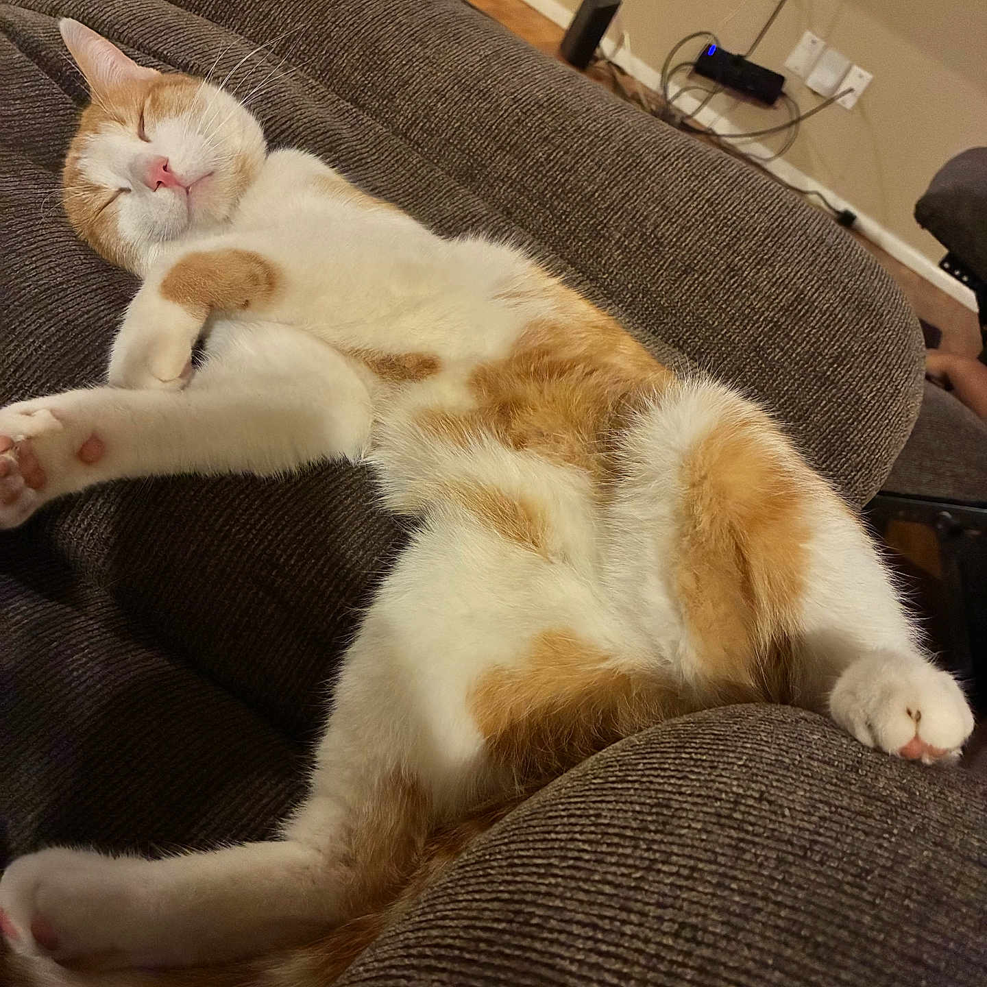 Finn