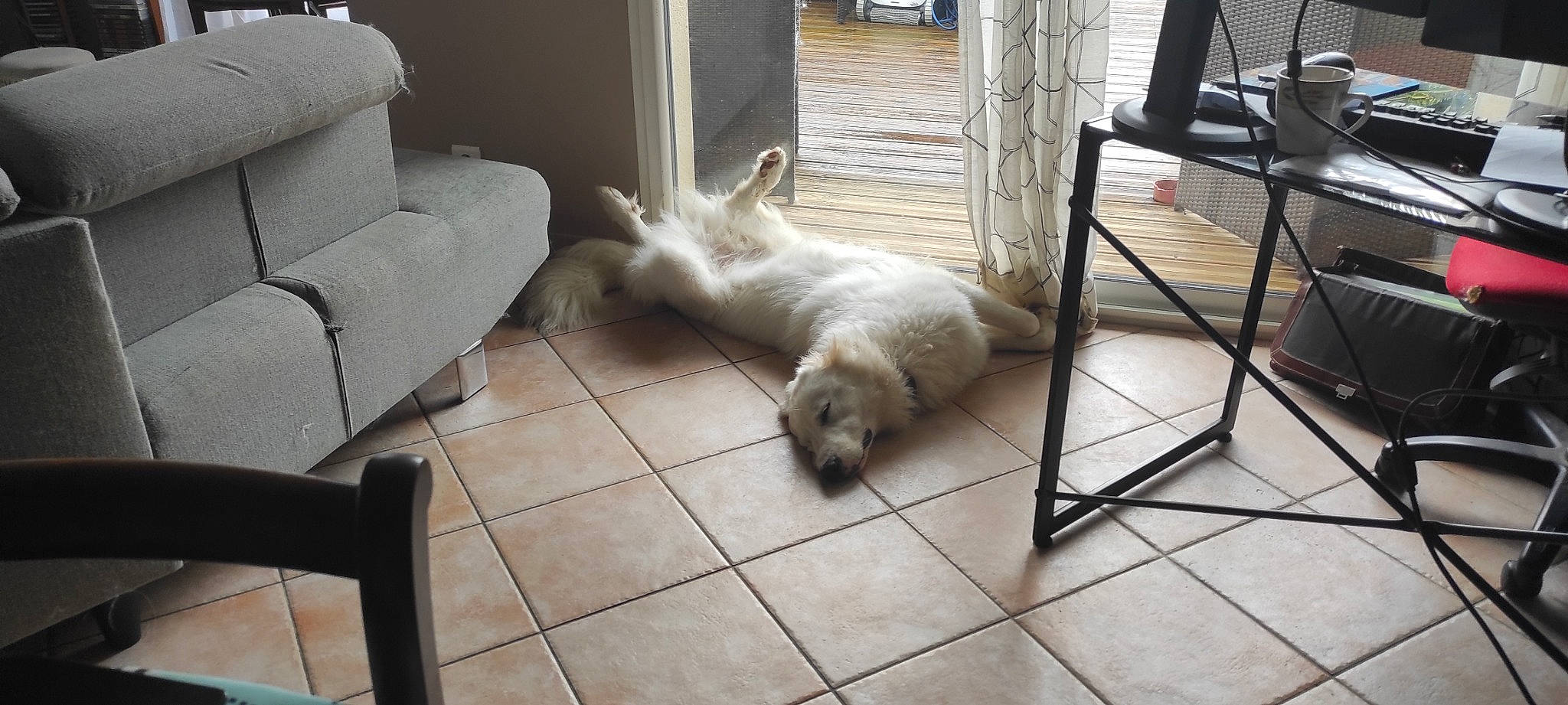 Texas a rejoint le concours — aidez-le/la à gagner de superbes lots ! carnivore, chair, comfort, companion_dog, couch, dog, dog_breed, dog_supply, felidae, floor, flooring, furniture, hardwood, living_room, small_to_medium_sized_cats, sporting_group, terrier, toy_dog, wood, working_animal