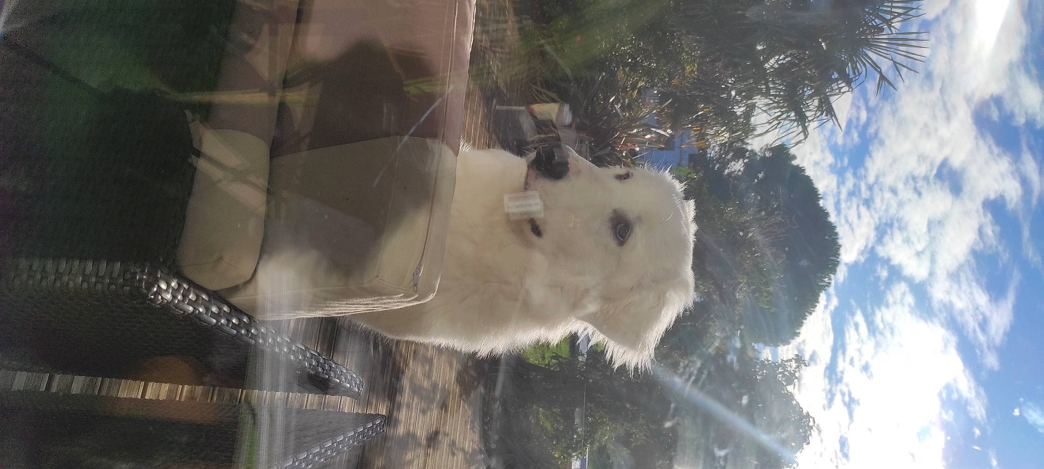 Texas participe au concours pour gagner de l'argent avec cette photo : automotive_exterior, automotive_window_part, dog_breed, event, fawn, fur, glass, sky, snout, space, sporting_group, tree, twig, vehicle_door, whiskers, wildlife, window, windshield, winter, wood