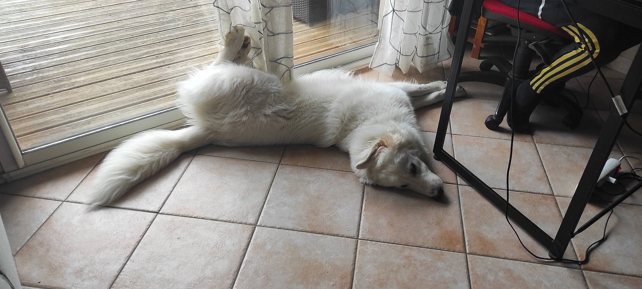 Texas a rejoint le concours — aidez-le/la à gagner de superbes lots ! canidae, carnivore, claw, comfort, companion_dog, dog, dog_breed, fawn, felidae, flooring, fur, paw, small_to_medium_sized_cats, snout, sporting_group, tail, terrestrial_animal, whiskers, wildlife, working_animal