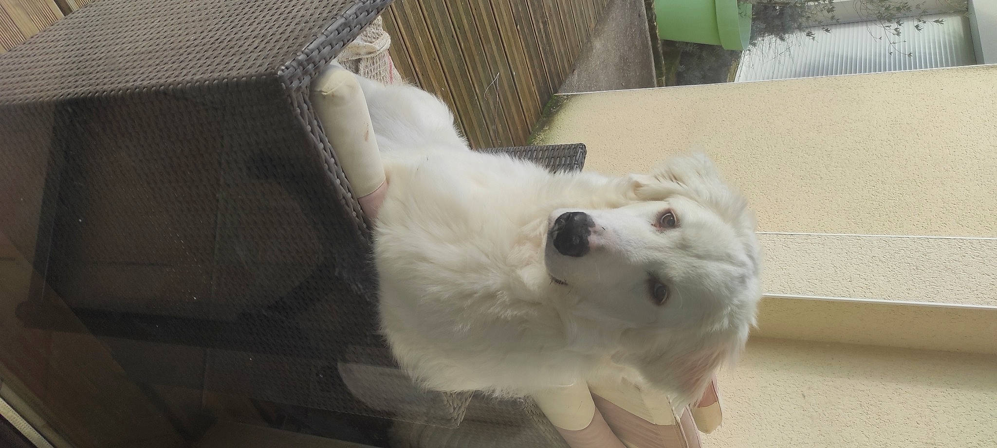 Texas participe au concours pour gagner de l'argent avec cette photo : american_eskimo_dog, canidae, carnivore, companion_dog, couch, dog, dog_breed, fang, fawn, fur, japanese_spitz, paw, polish_tatra_sheepdog, samoyed, snout, spitz, sporting_group, volpino_italiano, whiskers, working_animal