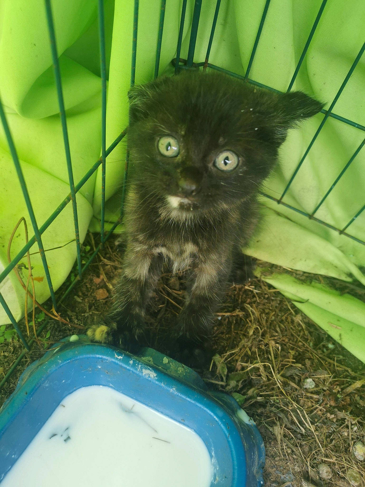 Misti a rejoint le concours — aidez-le/la à gagner de superbes lots ! animal_shelter, carnivore, cat, domestic_long_haired_cat, domestic_short_haired_cat, felidae, kitten, small_to_medium_sized_cats, whiskers