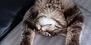 Vegas a rejoint le concours — aidez-le/la à gagner de superbes lots ! cat, fluffy, relaxed, paws, lying_down, indoor, blanket, couch, pet, feline, cozy, sleeping, fur, whiskers, pink_nose, tabby, domestic_animal, cute, resting, soft