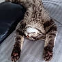 cat, fluffy, relaxed, paws, lying_down, indoor, blanket, couch, pet, feline, cozy, sleeping, fur, whiskers, pink_nose, tabby, domestic_animal, cute, resting, soft