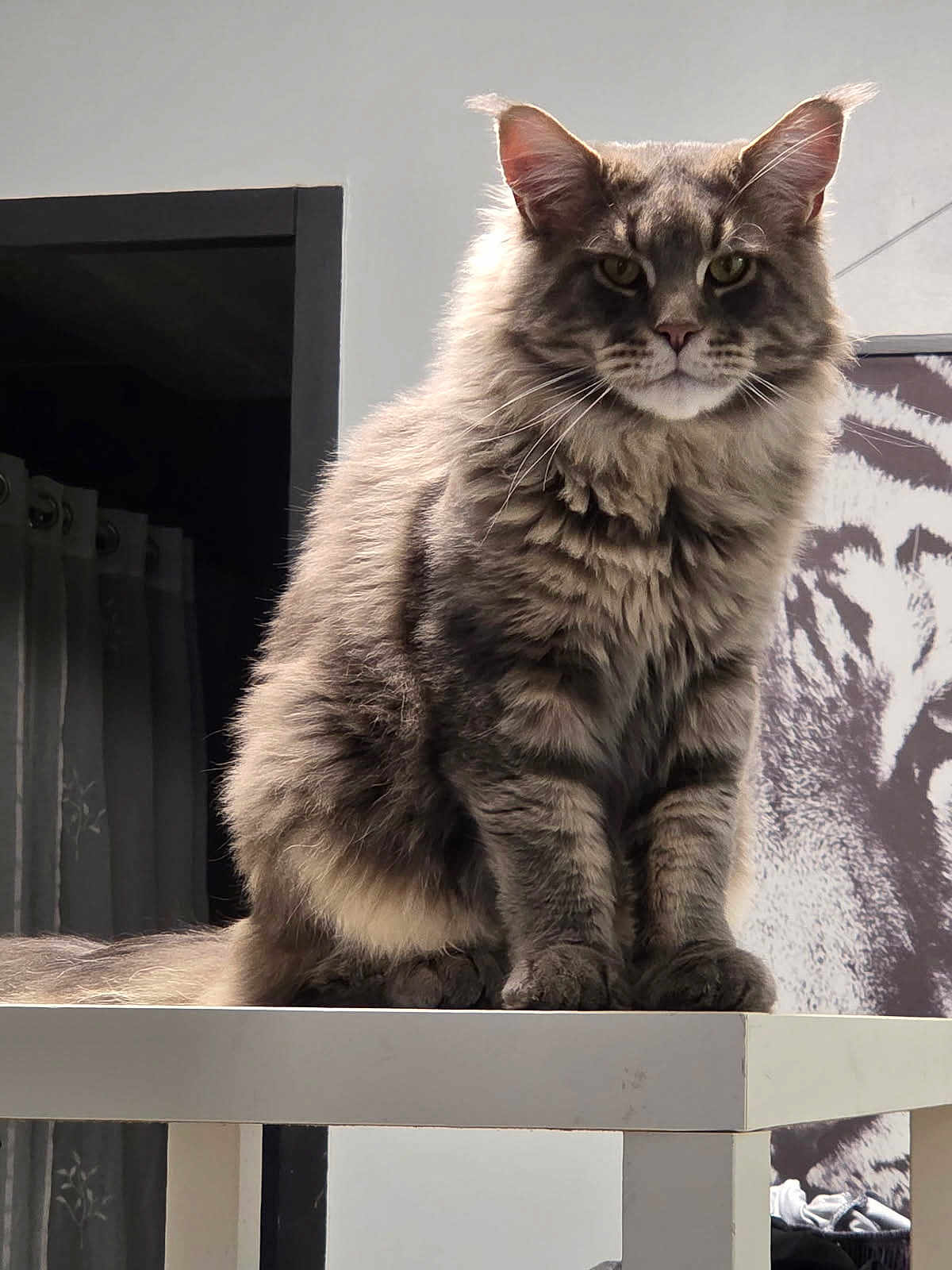 Vegas participe au concours pour gagner de l'argent avec cette photo : cat, gray_cat, fluffy, feline, pet, indoor, table, portrait, animal, tiger_art, curtains, furniture, looking_at_camera, whiskers, ears, paws, fur, domestic_cat, mammal, household
