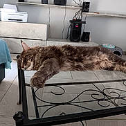 Vegas a rejoint le concours — aidez-le/la à gagner de superbes lots ! cat, tabby, sleeping, glass_table, living_room, furniture, floor, electronics, bed, printer, speakers, metal_frame, relaxing, pet, indoor, cozy, toy, resting, fur, animal