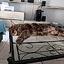 cat, tabby, sleeping, glass_table, living_room, furniture, floor, electronics, bed, printer, speakers, metal_frame, relaxing, pet, indoor, cozy, toy, resting, fur, animal