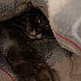 Vegas a rejoint le concours — aidez-le/la à gagner de superbes lots ! cat, tabby, paw, blanket, cozy, sleepy, fur, whiskers, indoor, pet, animal, cute, resting, closeup, warm, soft, claw, feline, hidden, comfy
