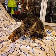 Doowap participe au concours pour gagner de l'argent avec cette photo : cat, tabby, bedspread, patterned, stretching, grooming, indoor, lamp, spray_paint, dreamcatcher, window, furniture, decor, cozy, houseplant, table, chair, wood, fabric, whiskers