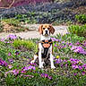 adorable, animal, beagle, central_subject, colorful, dog, flowers, garden, greenery, harness, nature, outdoors, path, pet, photography, portrait, purple_flowers, sitting, spring, yellow_flowers