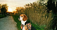 Ary Adenot a rejoint le concours — aidez-le/la à gagner de superbes lots ! animal, beagle, country_path, dog, golden_hour, grass, harness, landscape, leash, nature, outdoor, pet, portrait, reeds, scenic, sitting, sky, sunset, trees, walk