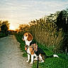 animal, beagle, country_path, dog, golden_hour, grass, harness, landscape, leash, nature, outdoor, pet, portrait, reeds, scenic, sitting, sky, sunset, trees, walk