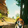 Ary Adenot a rejoint le concours — aidez-le/la à gagner de superbes lots ! beagle, brown_and_white, canine, dog, forest, harness, hiking, leash, long_ears, nature, outdoors, pet, portrait, rock, standing, stone_ruins, sunlight, trail, trees, woodland