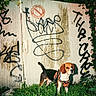 animal, backyard, beagle, canine, daylight, dog, fence, garden, gate, graffiti, grass, greenery, harness, ivy, leash, nature, outdoors, pet, portrait, standing
