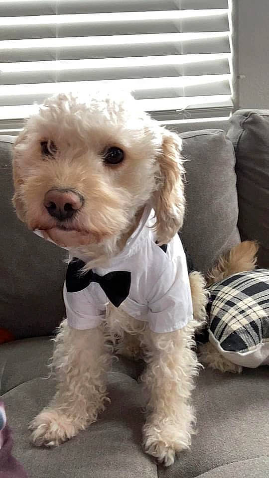 Bear Bear joined the competition — help win amazing prizes! carnivore, collar, companion_dog, dog, dog_breed, dog_clothes, dog_collar, dog_supply, fawn, fur, labradoodle, poodle, small_terrier, snout, sporting_group, sunglasses, terrier, toy_dog, water_dog, working_animal