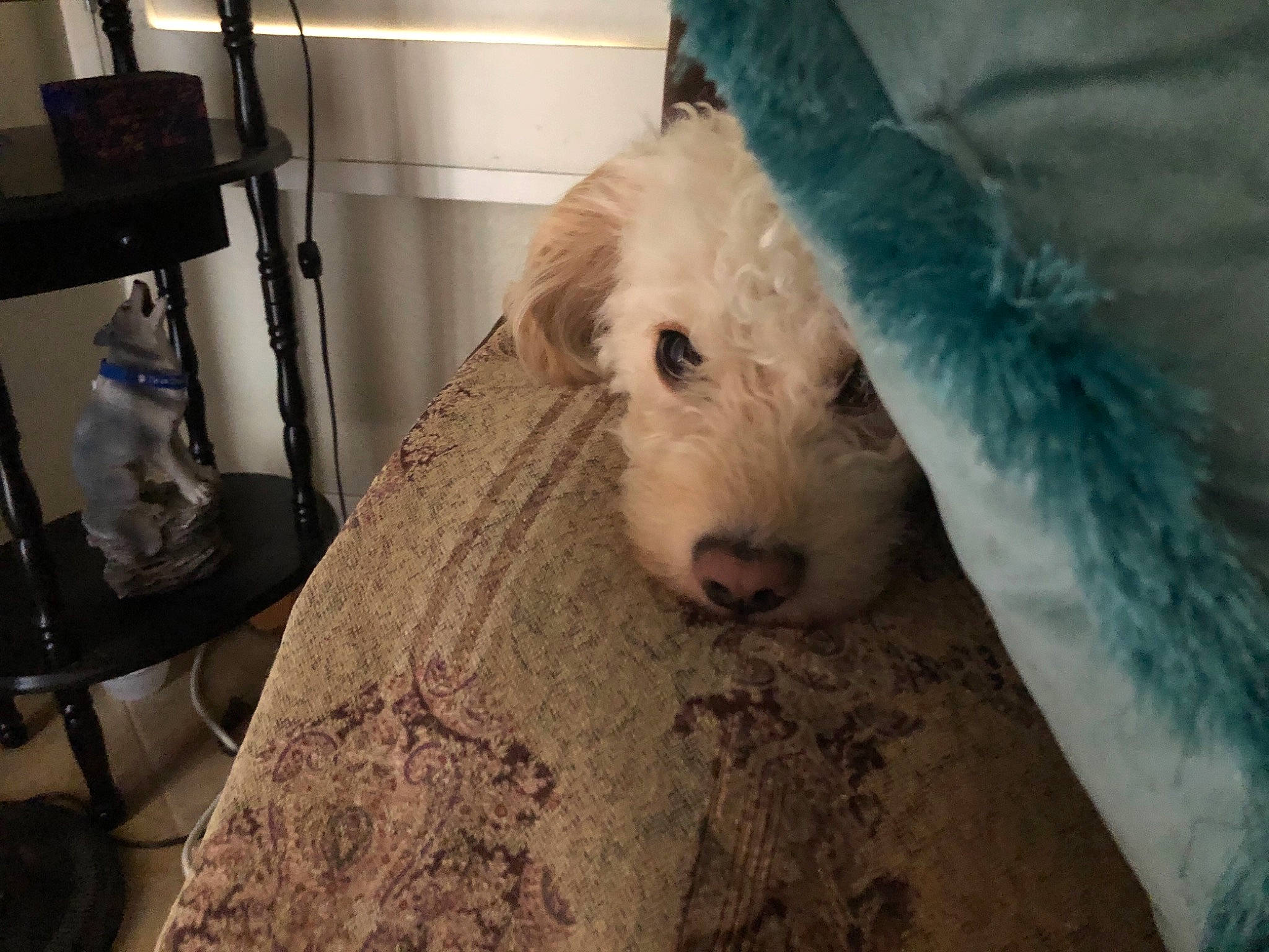 Bear Bear is registered to the contest to win money with this photo: canidae, carnivore, companion_dog, dog, dog_breed, fawn, fender, flooring, fur, lamp, livestock, non_sporting_group, room, snout, sporting_group, terrestrial_animal, terrier, whiskers, wood, working_animal