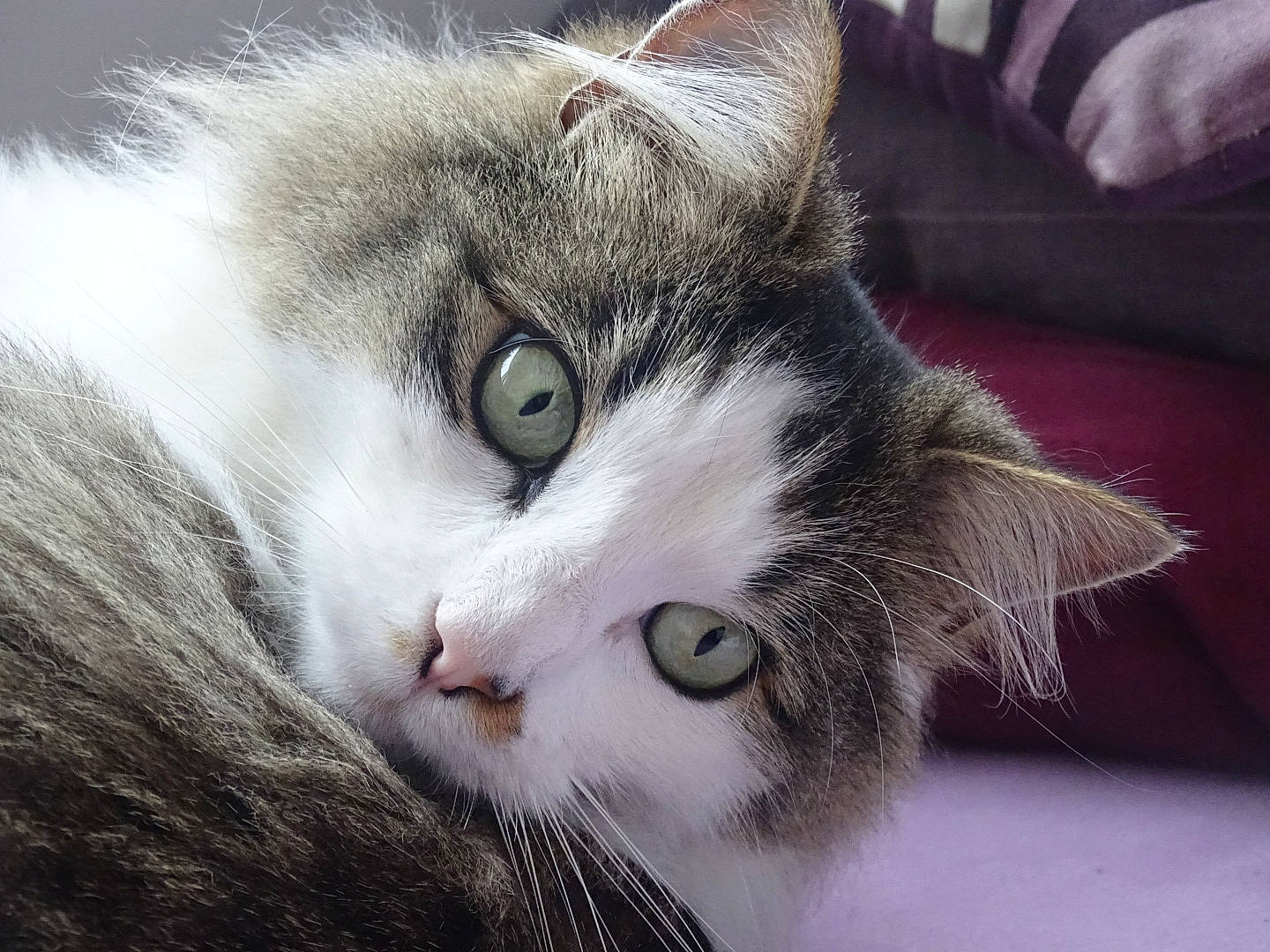 Ioko participe au concours pour gagner de l'argent avec cette photo : aegean_cat, carnivore, cat, close_up, domestic_short_haired_cat, ear, european_shorthair, eye, felidae, fur, kitten, mammal, norwegian_forest_cat, nose, siberian, sky, small_to_medium_sized_cats, snout, tabby_cat, whiskers