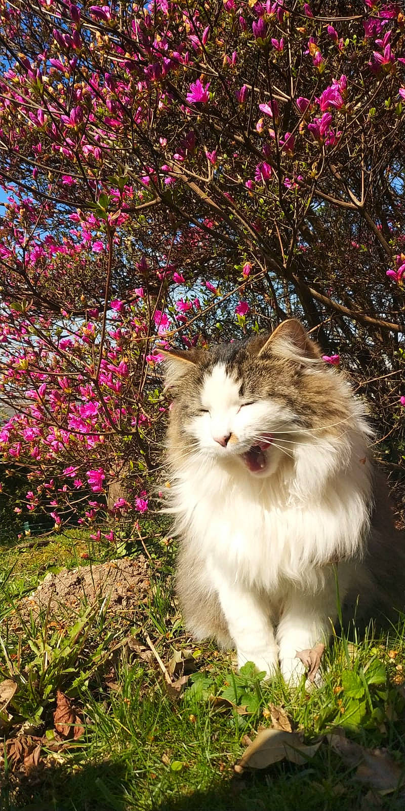 Ioko a rejoint le concours — aidez-le/la à gagner de superbes lots ! aegean_cat, botany, branch, carnivore, cat, domestic_long_haired_cat, felidae, flower, fur, grass, norwegian_forest_cat, pink, plant, ragamuffin, ragdoll, shrub, small_to_medium_sized_cats, spring, tree, whiskers