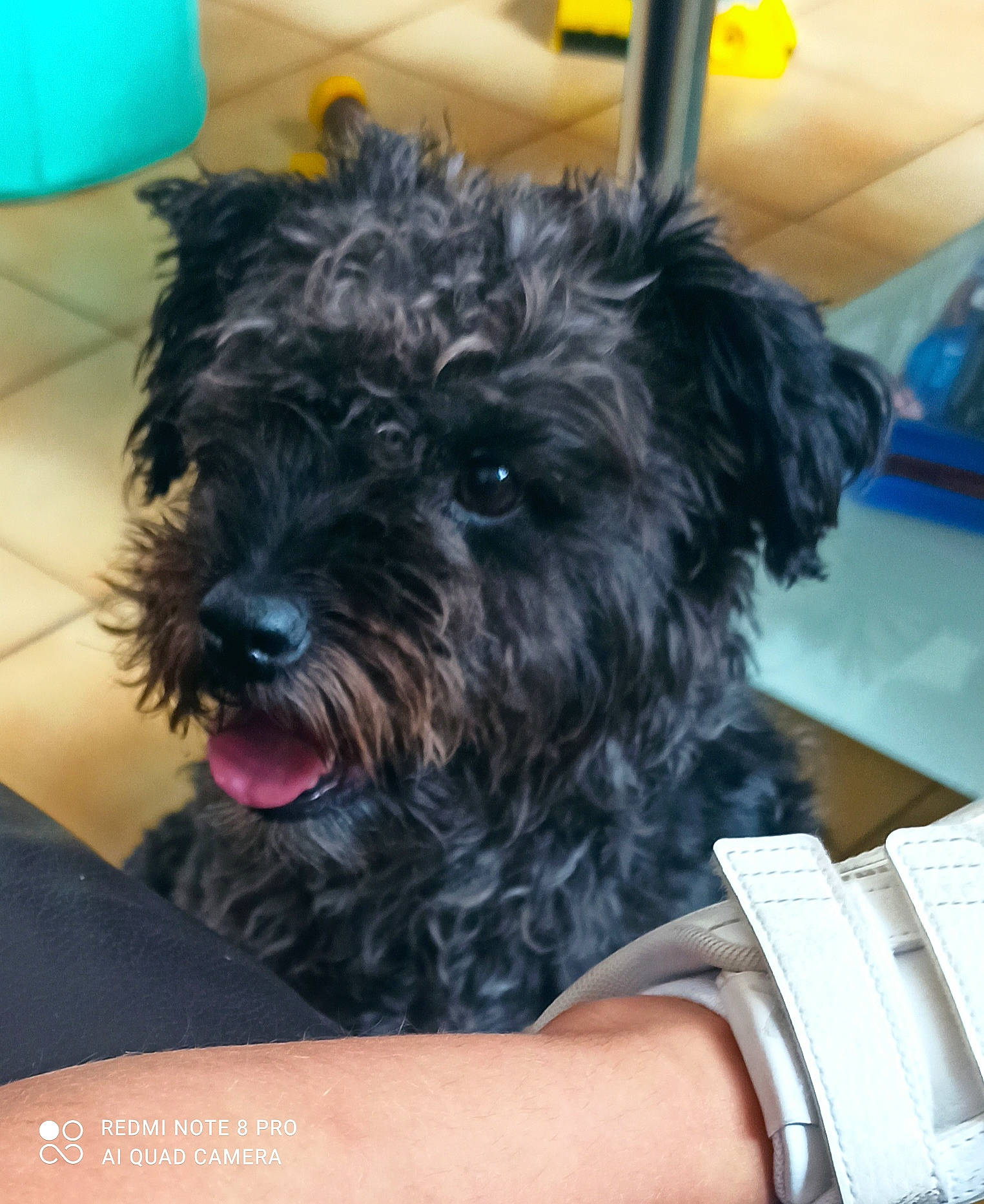 Fifille a rejoint le concours — aidez-le/la à gagner de superbes lots ! canidae, carnivore, clock, companion_dog, dog, dog_breed, fur, maltepoo, non_sporting_group, poodle_crossbreed, puppy, small_terrier, snout, sporting_group, terrier, toy_dog, watch, water_dog, working_animal, yorkipoo