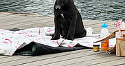 Gala joined the competition — help win amazing prizes! dog, puppy, black_dog, sitting, outdoor, dock, water, lake, portrait, pet, collar, tag, bone_tag, blanket, picnic, basket, bottle, food, wooden_dock, ripples