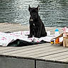 dog, puppy, black_dog, sitting, outdoor, dock, water, lake, portrait, pet, collar, tag, bone_tag, blanket, picnic, basket, bottle, food, wooden_dock, ripples