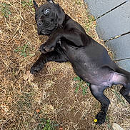 Gala is registered to the contest to win money with this photo: puppy, dog, black_dog, lying_down, grass, outdoors, backyard, playful, cute, pet, animal, collar, rope_toy, yellow_flower, paw, belly, wide_eye, portrait, top_view, garden