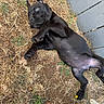 puppy, dog, black_dog, lying_down, grass, outdoors, backyard, playful, cute, pet, animal, collar, rope_toy, yellow_flower, paw, belly, wide_eye, portrait, top_view, garden