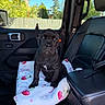 Gala is registered to the contest to win money with this photo: puppy, dog, black_dog, sitting, car, vehicle, interior, seat, blanket, cherry_pattern, pet, portrait, close_up, outdoor_view, trees, blue_sky, fence, brown_eyes, white_chest_marking, cute