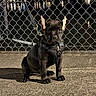 Gala joined the competition — help win amazing prizes! puppy, dog, black_dog, sitting, outdoor, night, fence, chain_link_fence, harness, leash, cardboard_ears, portrait, pet, animal, dark_fur, urban, waterfront, reflections, street_lighting, funny