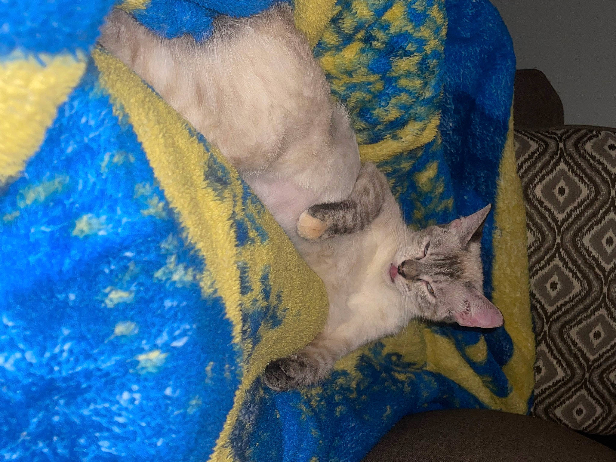 Ashy joined the competition — help win amazing prizes! blue, carnivore, cat, cat_supply, claw, comfort, couch, domestic_short_haired_cat, electric_blue, fawn, felidae, fur, human_leg, linens, pattern, paw, small_to_medium_sized_cats, tail, whiskers, woven_fabric