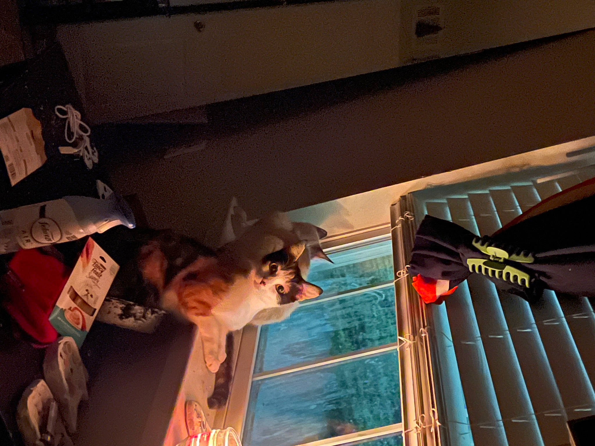 Sherbet joined the competition — help win amazing prizes! ceiling, eyewear, fun, fur, handrail, metal, night, room, stairs, sunglasses, visual_arts, world