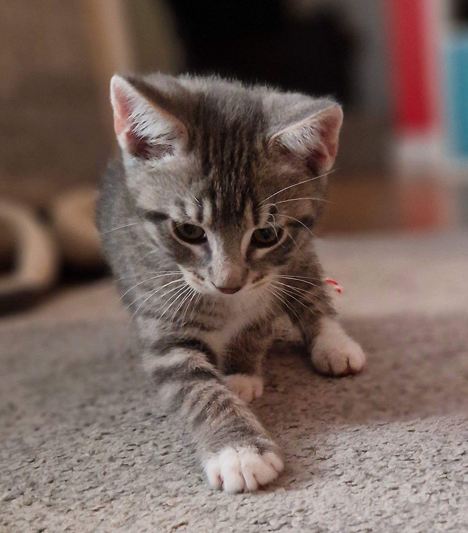 Kenny joined the competition — help win amazing prizes! carnivore, cat, cat_toy, claw, curious, domestic_short_haired_cat, fawn, felidae, fur, paw, photo_caption, sand, small_to_medium_sized_cats, snout, tail, terrestrial_animal, whiskers, wildlife