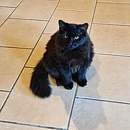 Poupouf a rejoint le concours — aidez-le/la à gagner de superbes lots ! cat, black_cat, feline, pet, indoor, floor, tile_floor, shadow, fur, animal, whiskers, sitting, looking_up, curious, cute, domestic, mammal, eyes, tail, lonely