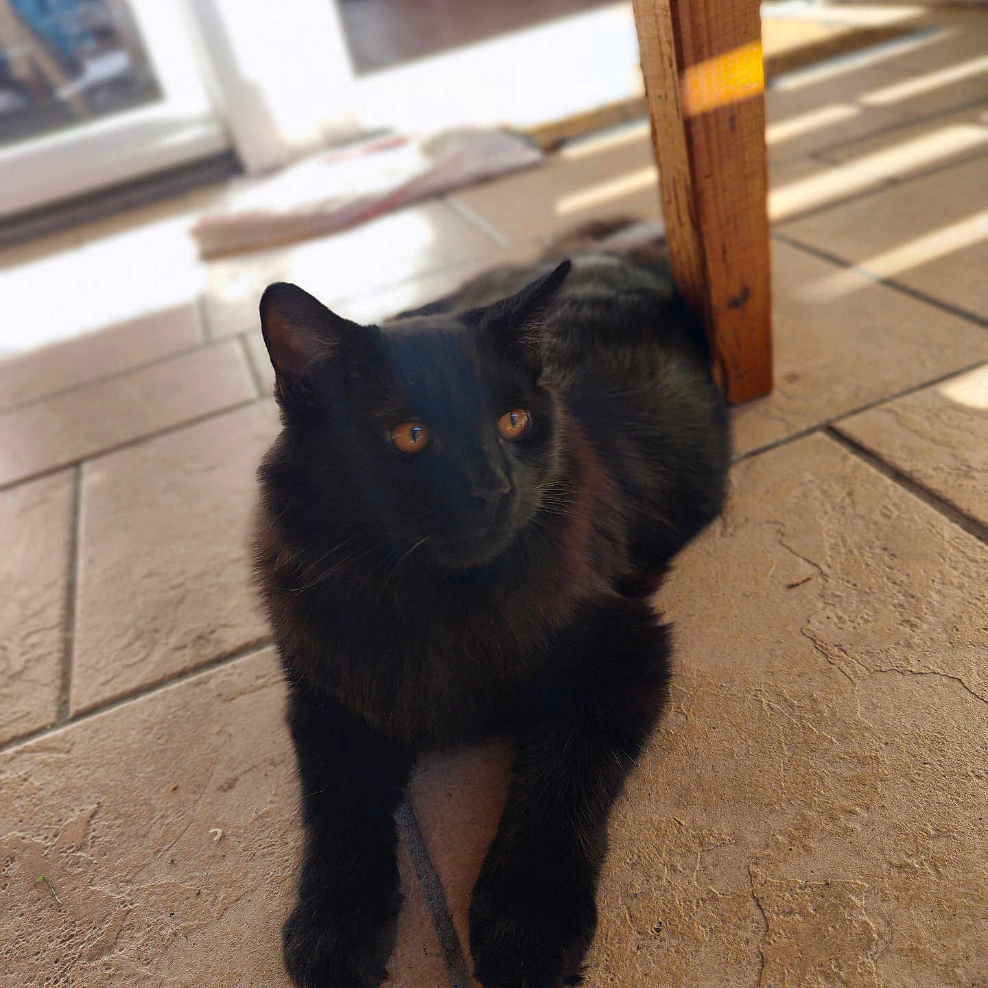 Poupouf a rejoint le concours — aidez-le/la à gagner de superbes lots ! animal, black_cat, cat, cute, domestic_cat, ears, feline, floor, home, indoor, orange_eyes, paws, pet, relaxed, resting, shadow, sunlight, tile_floor, whiskers, wooden_chair
