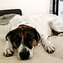 dog, lying_down, bed, indoor, pet, canine, resting, white_fur, brown_fur, black_fur, paws, snout, ears, face, looking_up, soft_surface, box, standing_fan, relaxed, animal