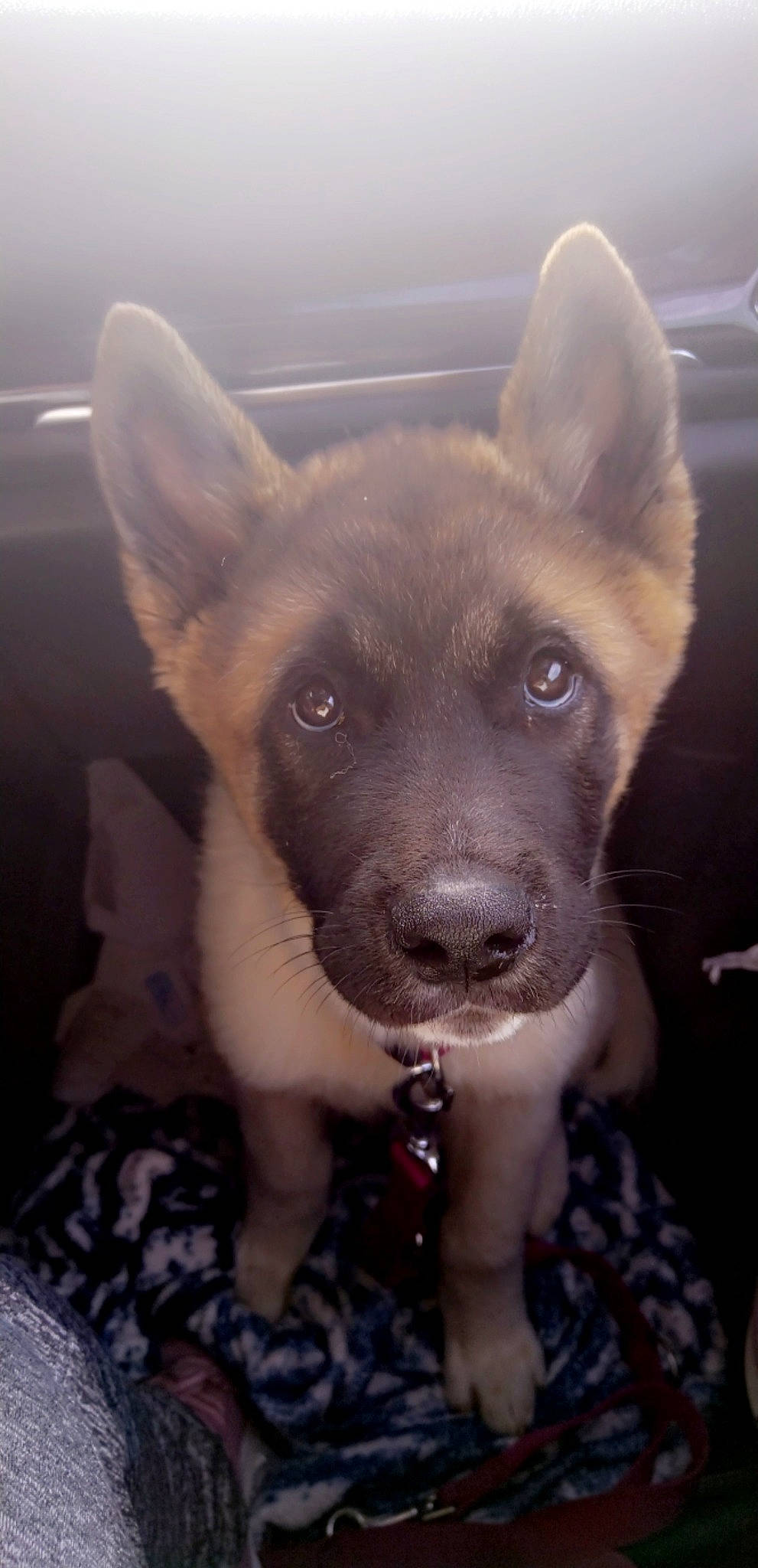 Tess a rejoint le concours — aidez-le/la à gagner de superbes lots ! canidae, carnivore, comfort, companion_dog, dog, dog_breed, ear, fawn, fur, liver, non_sporting_group, sporting_group, toy_dog, whiskers, working_animal