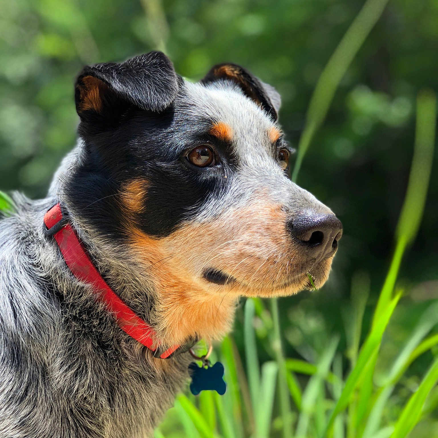 Roc is registered to the contest to win money with this photo: appenzeller_sennenhund, australian_cattle_dog, australian_stumpy_tail_cattle_dog, black_and_tan_terrier, canidae, carnivore, companion_dog, dog, dog_breed, herding_dog, huntaway, koolie, mammal, rare_breed_dog, texas_heeler, vertebrate, working_dog